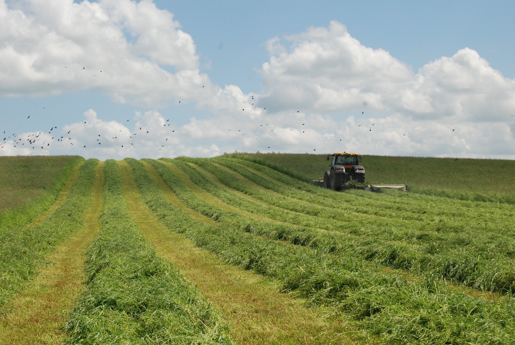 Tractor cutting grass for hay