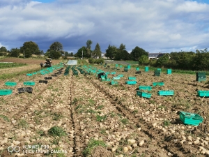 Average potato yield 2020-13kg per kg planted