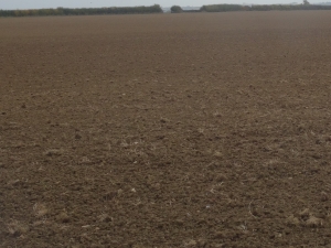 Direct drilled field