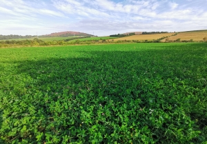 Fertility buidling red clover and rye
