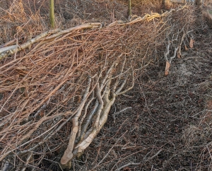 Hedge laying to thicken it