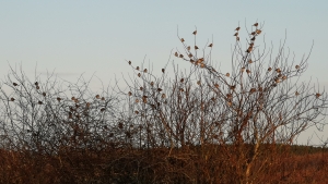 Tree sparrows and yellowhammers fill our hedges