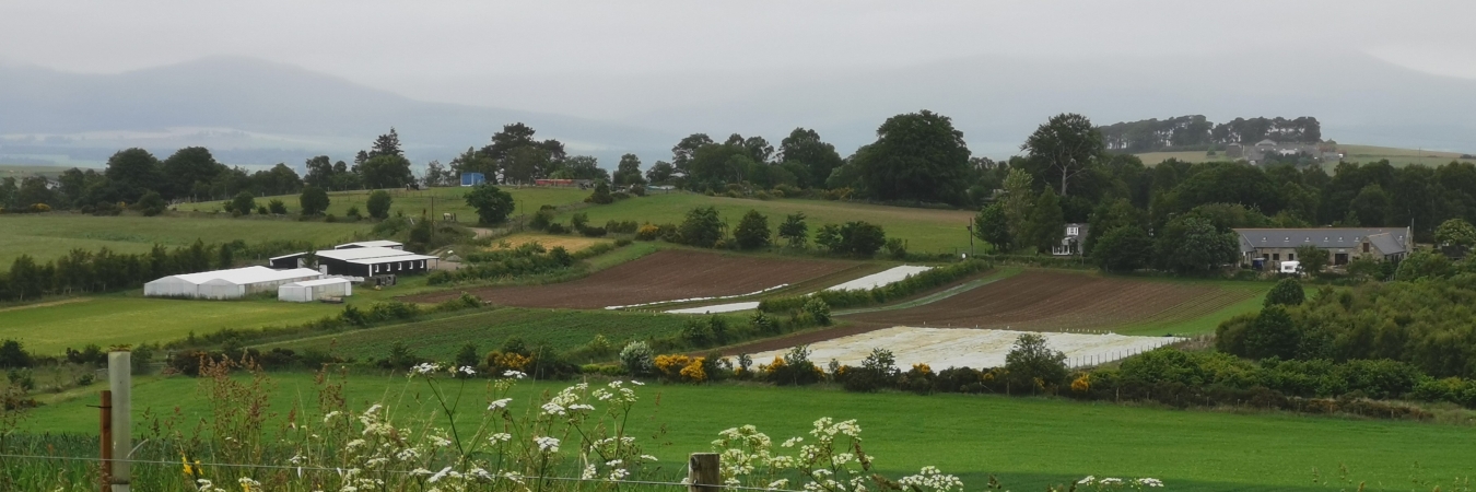 Veg field in context