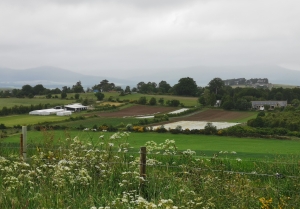 Veg field in context