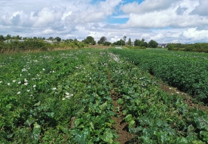 Weeds allowed to grow in established crops