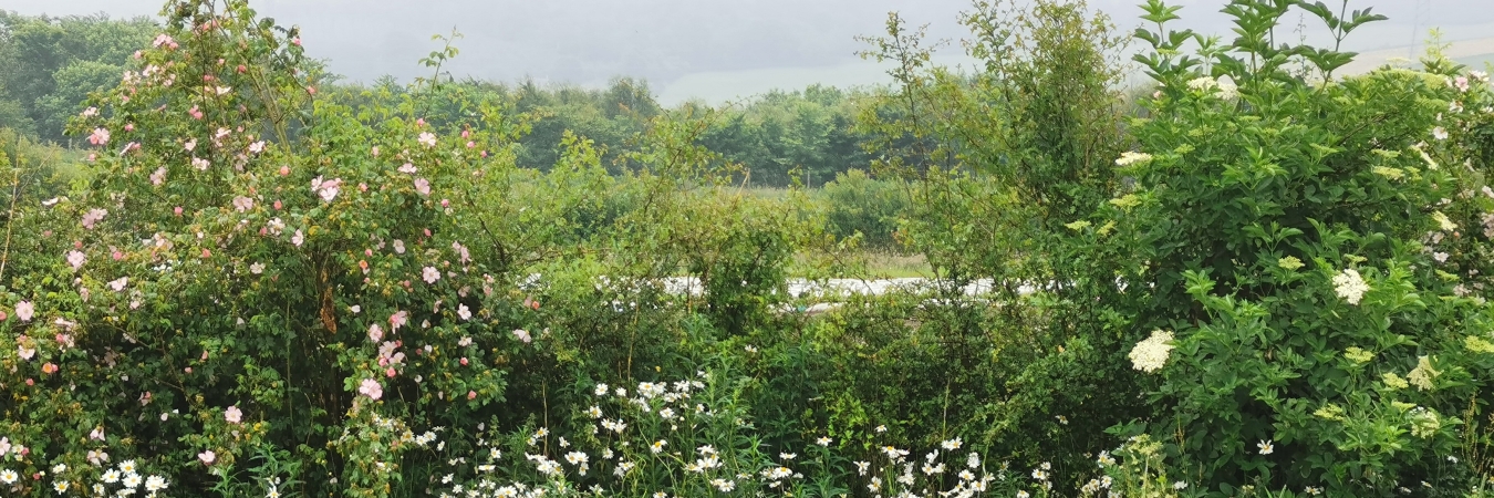Young hedge in veg field with flowers