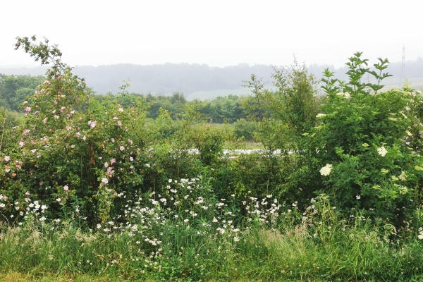 Young hedge in veg field with flowers