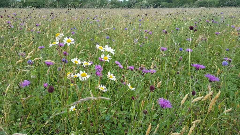 How hay makes meadows - Agricology