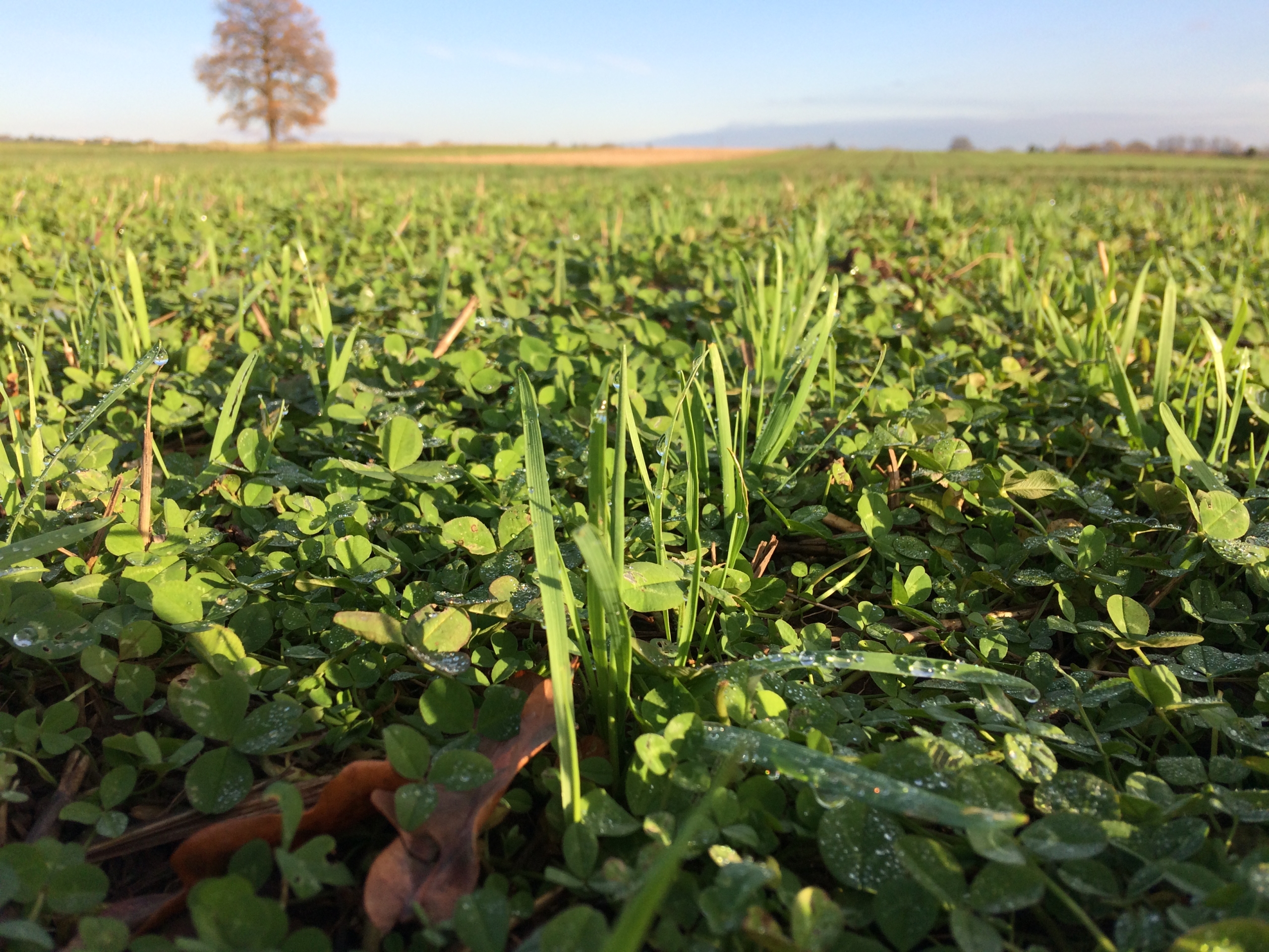 Mulch and oats November 2020, Green Acres Farm