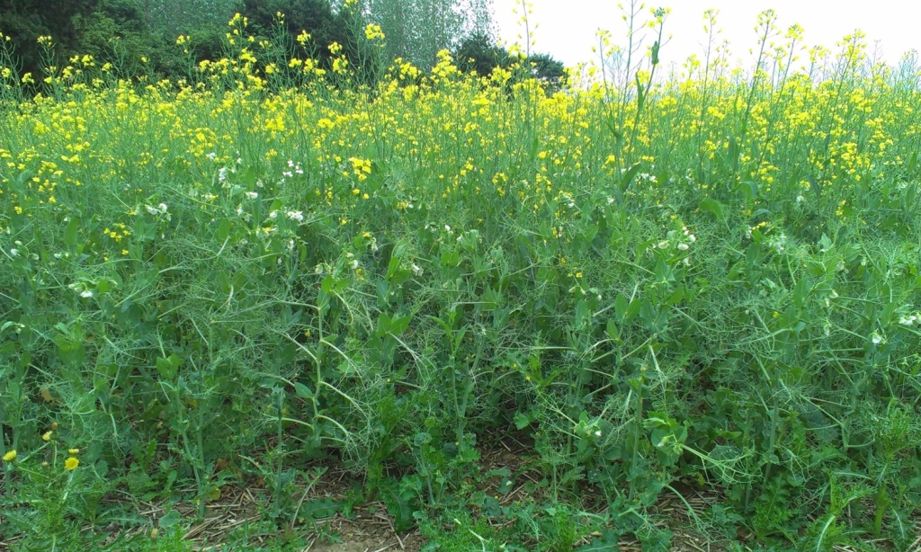 Peola - intercrop of spring peas and spring oilseed rape