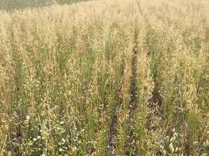Trial of spring linseed and spring oats, 2016