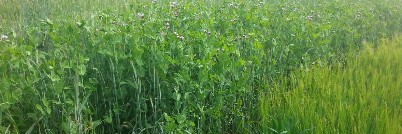 Intercropping in practice
