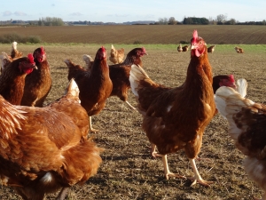 Chickens at Daylesford