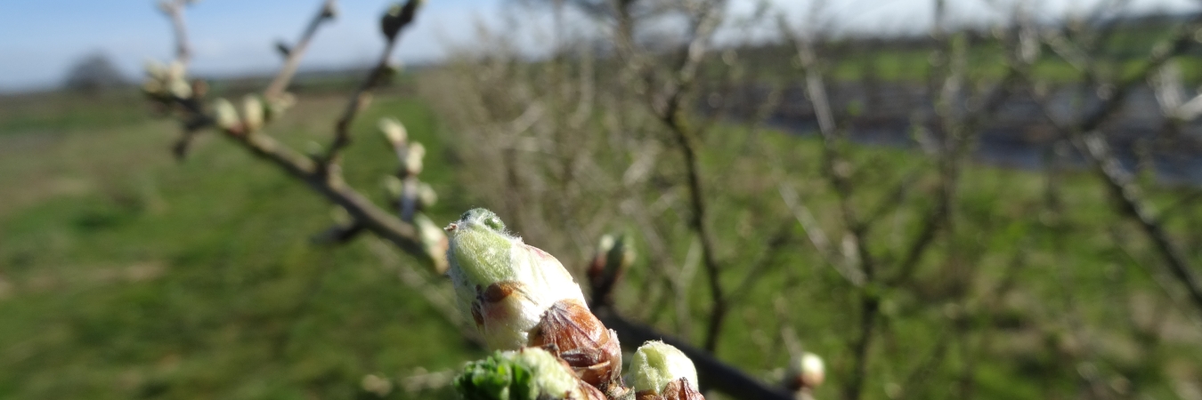 Buds in agroforestry row