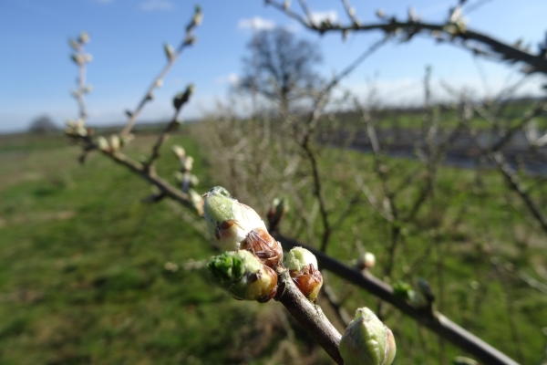Buds in agroforestry row