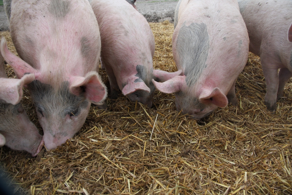 Pigs rooting in straw