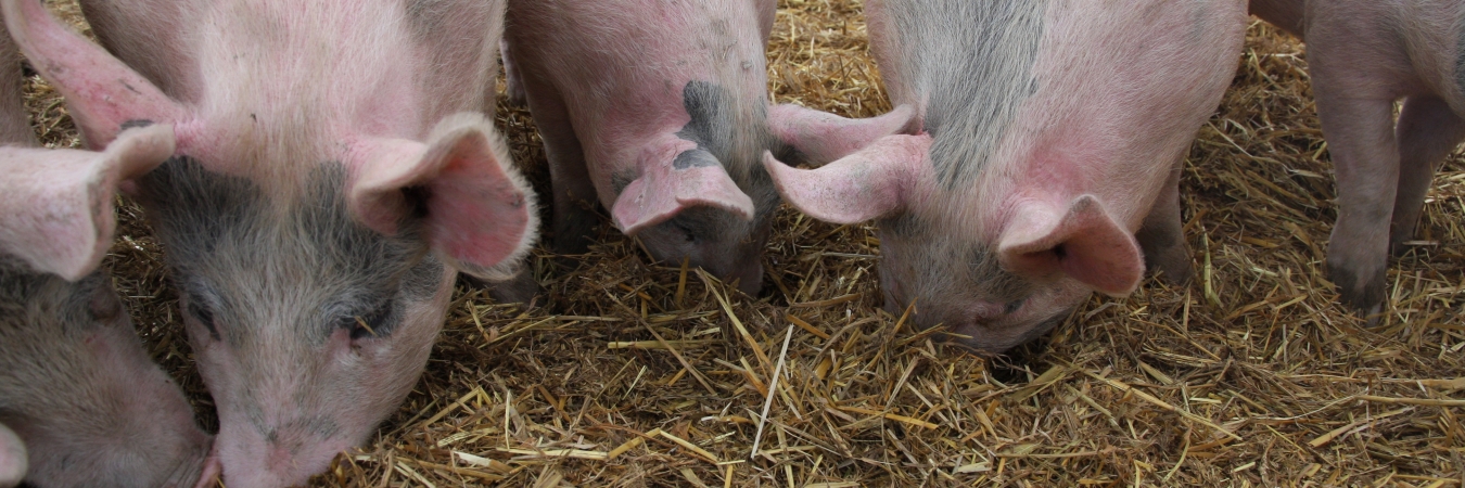 Pigs rooting in straw