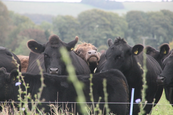 Beef cattle on herbal ley