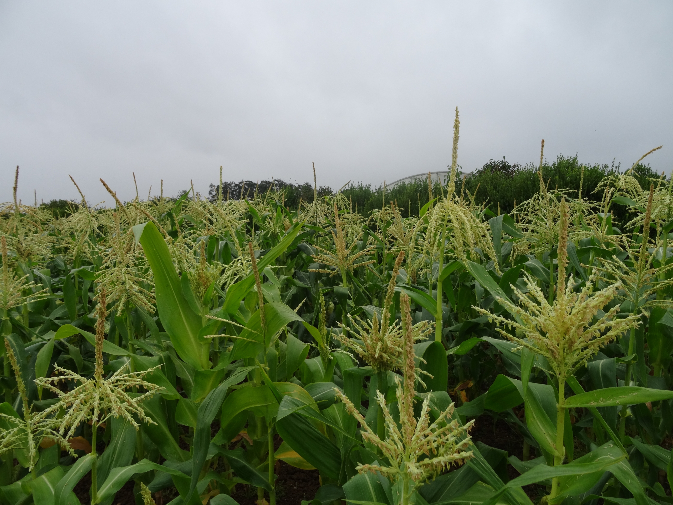 Diversification of silage maize cultivation by using winter cover crops  enabled by ultra-early maize varieties - Agricology