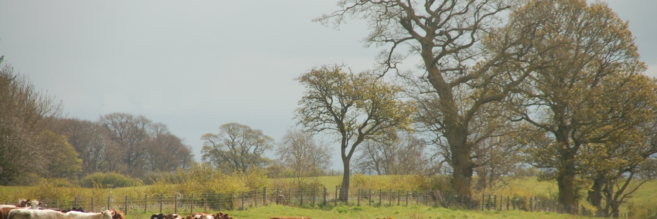 Cattle and trees