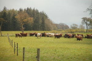 Cattle and trees