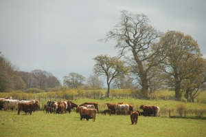 Cattle and trees