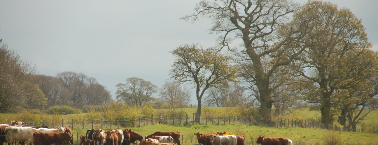 Cattle and trees