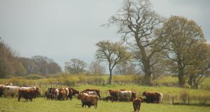 Cattle and trees