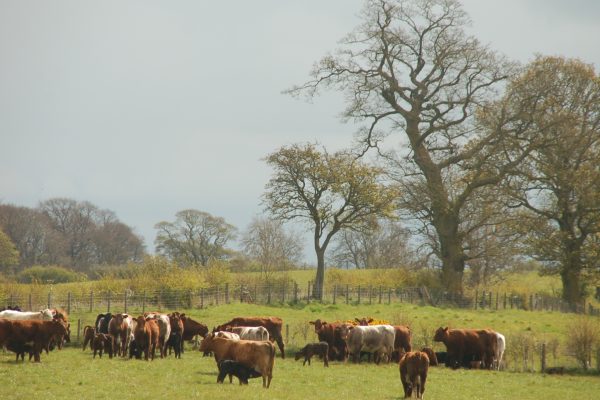 Cattle and trees