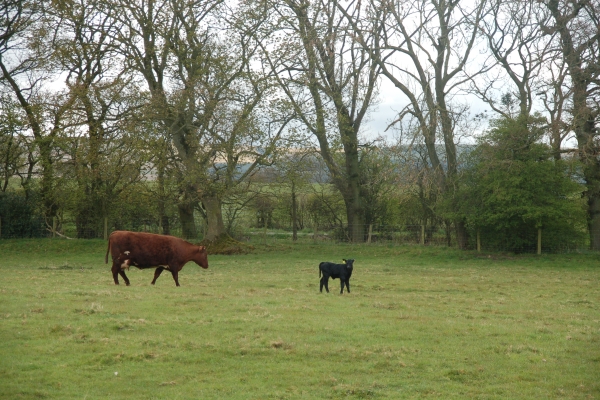 Mother and calf Mother and calf