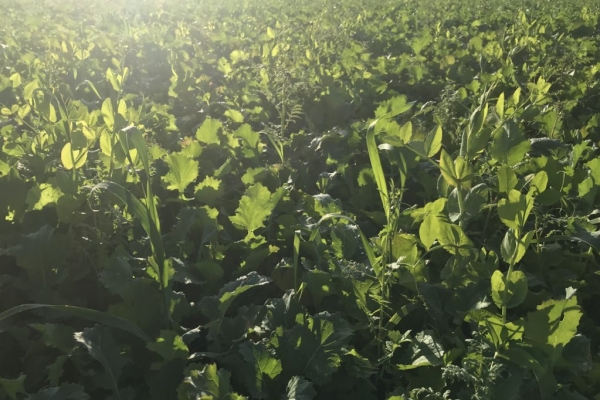 Cover-crops