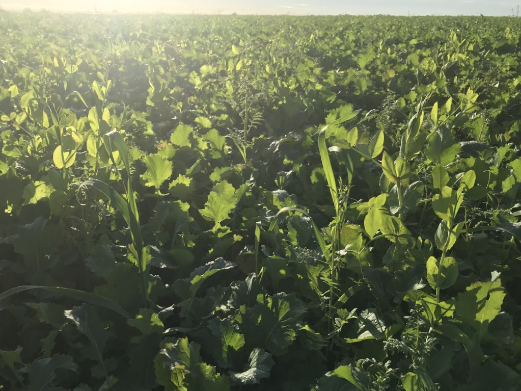 Diverse cover crop