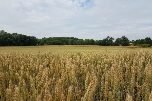 Duxford July 2019 arable wheat