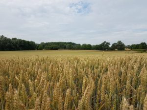 Duxford July 2019 arable wheat