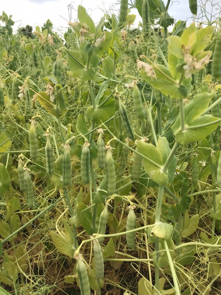Hodmedod's yellow peas
