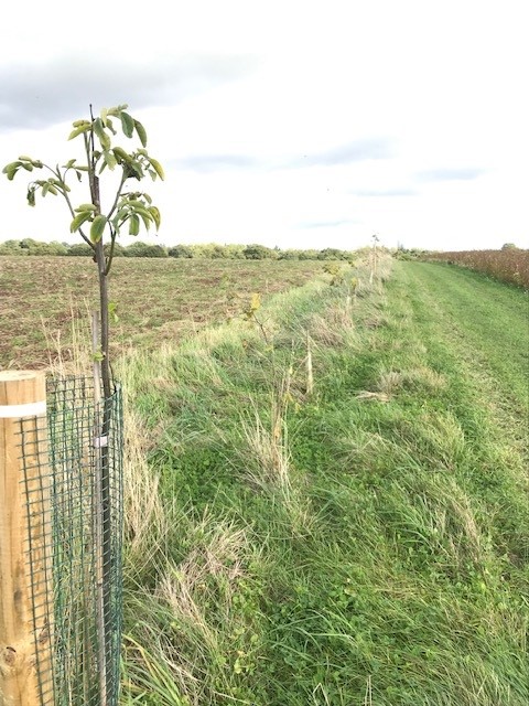 Walnut and Hazel Agroforestry