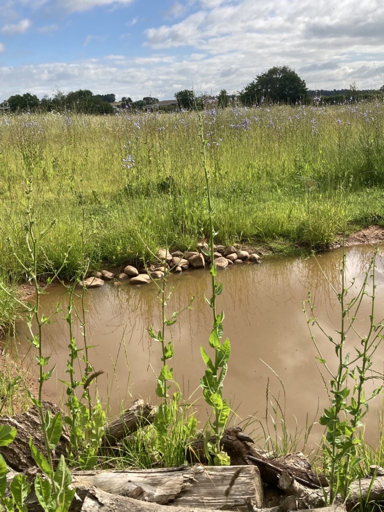 Woodland pond