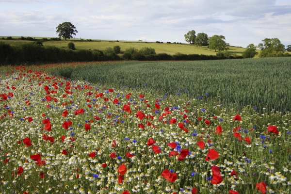 Wild flowers. Courtesy of Colin Wilkinson, RSPB. All Rights Reserved