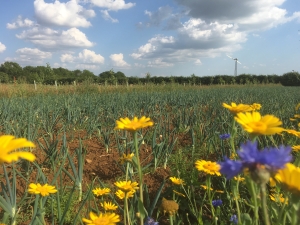 Calendula