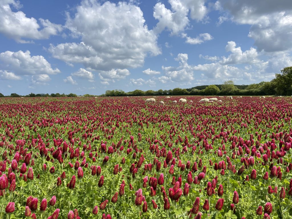 Integrating sheep with arable