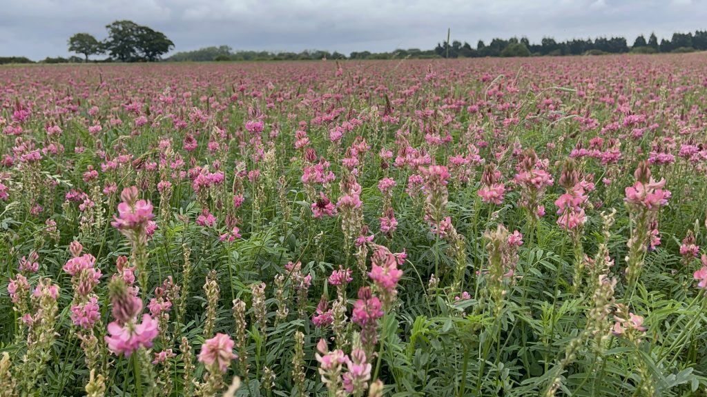 Sainfoin, a herbal ley at Shimpling Park Farm