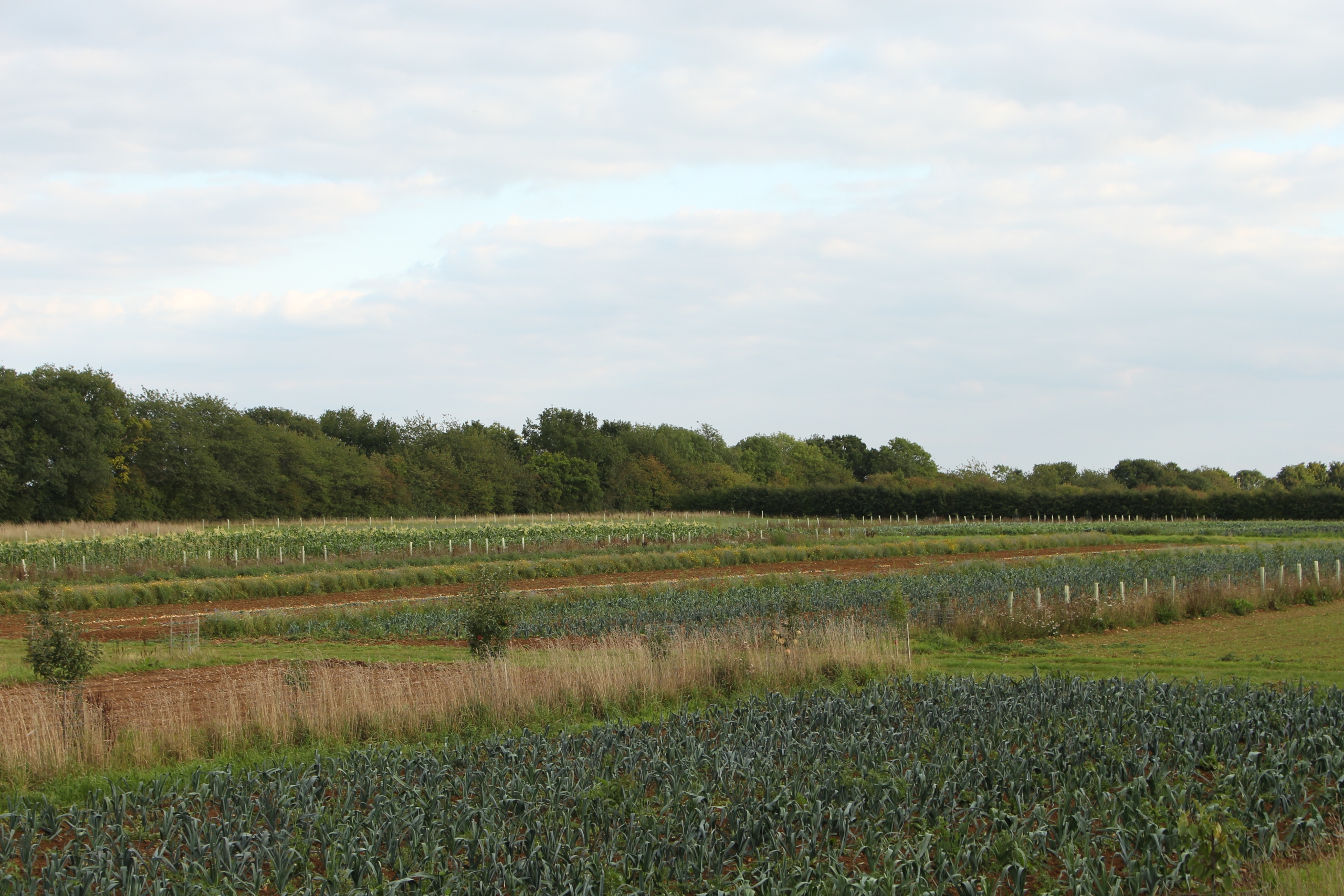 Showing some of the layout of the lines of trees and wildlfower strips amongst the veg