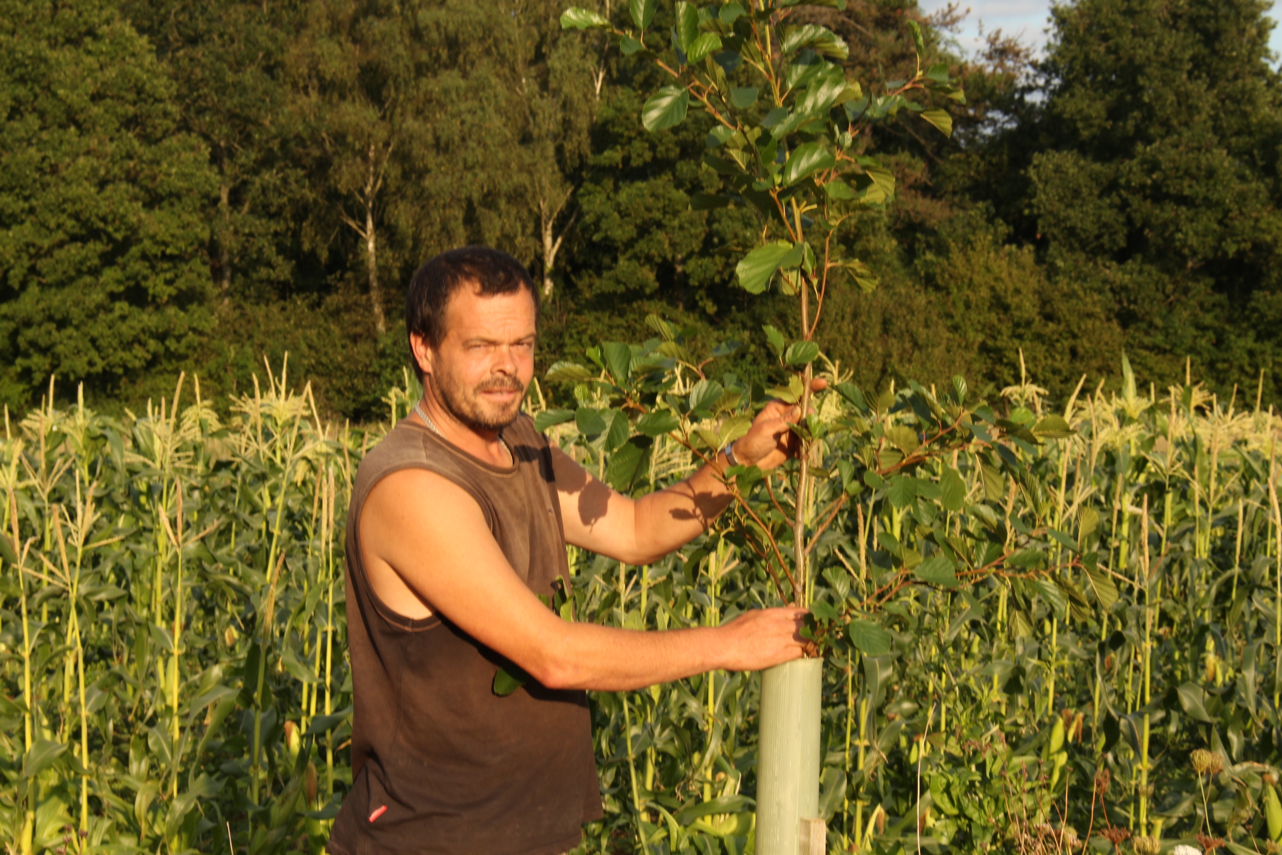 Head grower Andy Dibben carrying out silvohorticulture at Abbey Home Farm