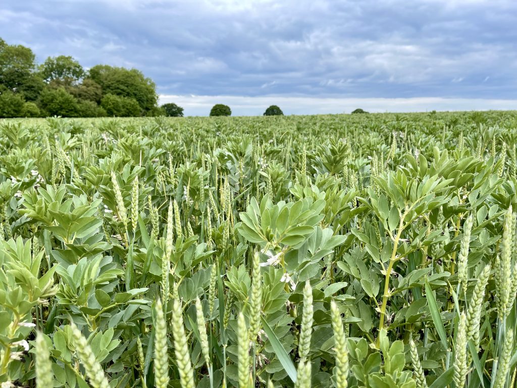 Bicropping beans and wheat