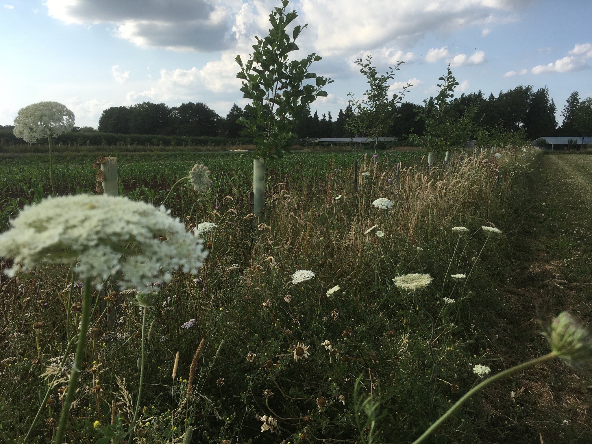 Wildflower strip