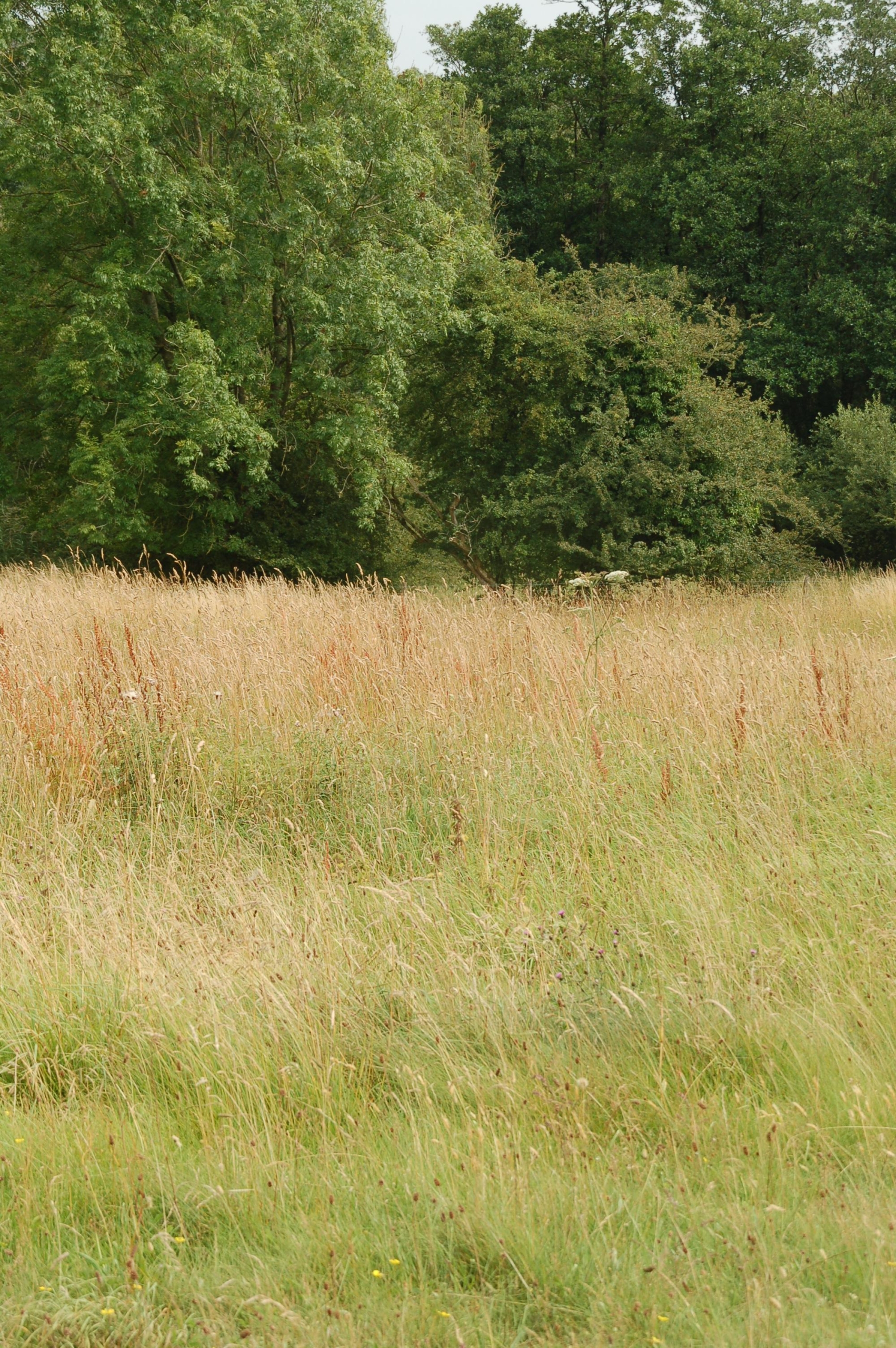 Grassland scrub and woodland at Gait Barrows National Nature Reserve