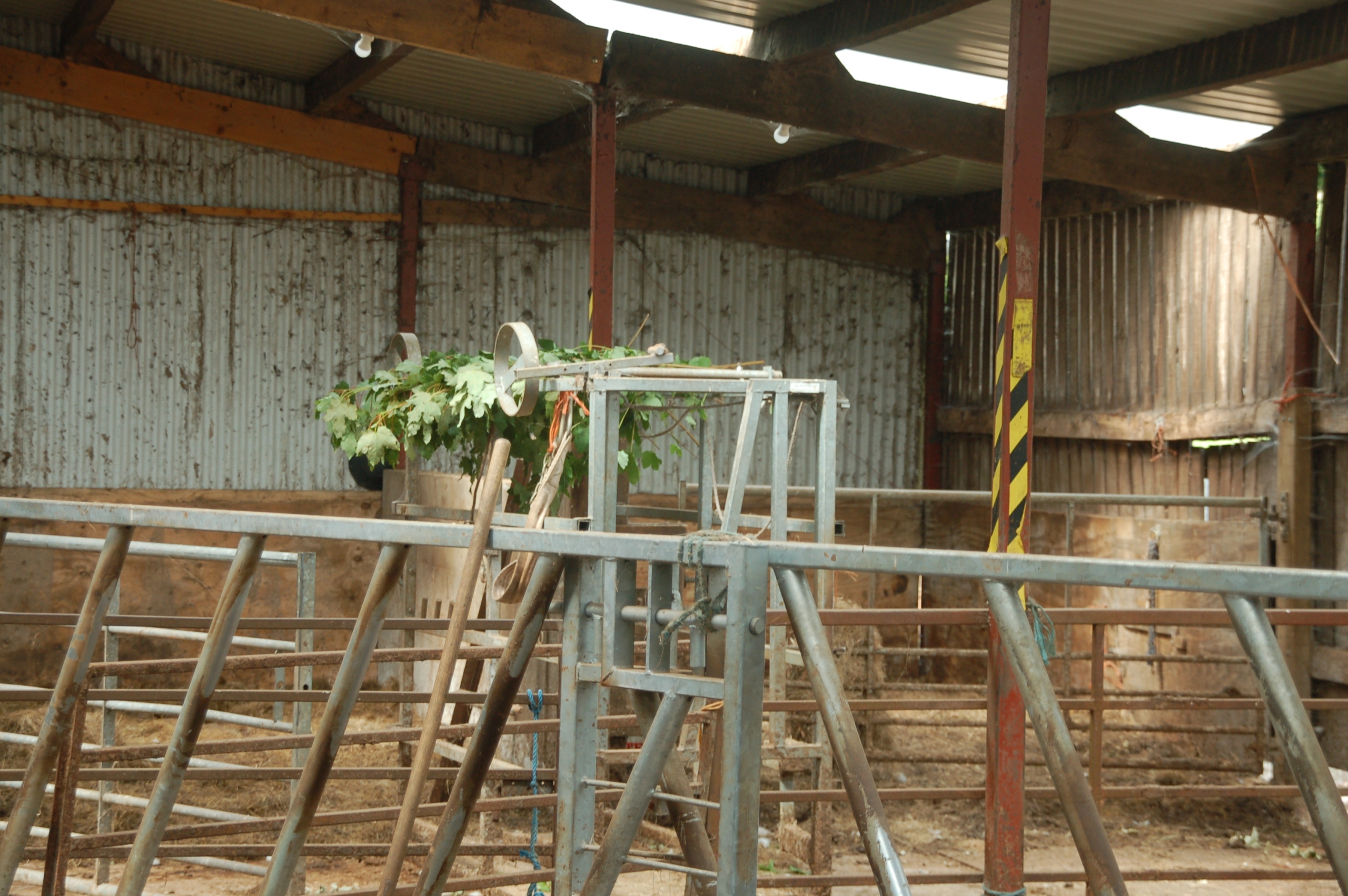 Sycamore leaves that will become tree hay drying in their barn at Challan