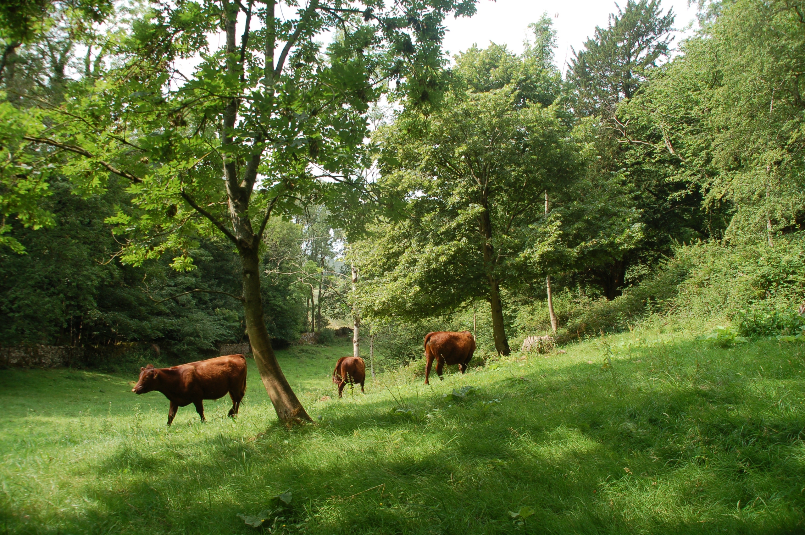 Young Red Polls in a field at Challan