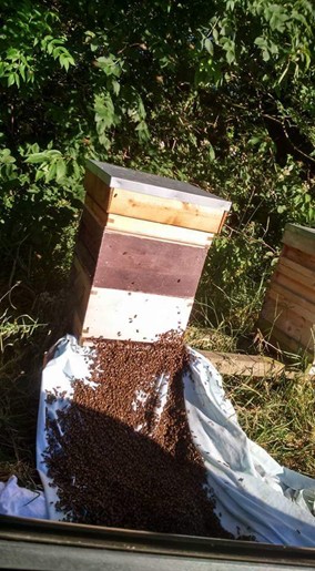 A caught swarm of bees 'walking' into their new home