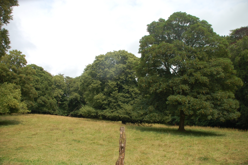 A field used for calving